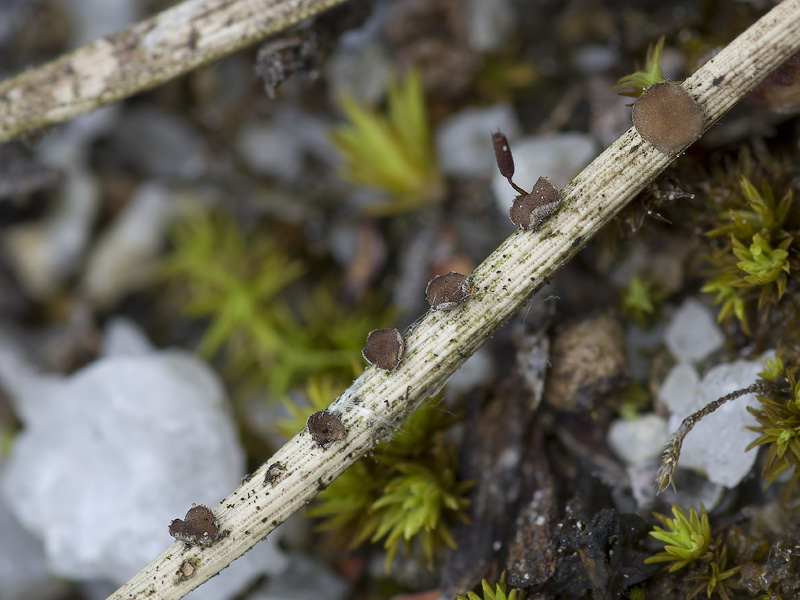 Cenangium acuum